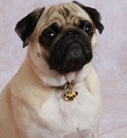 PORTRAIT ,GROUPE,FAMILLE ENTRE AMIS LE HAVRE YVETOT BOLBEC  ST ROMAIN DE COLBOSC